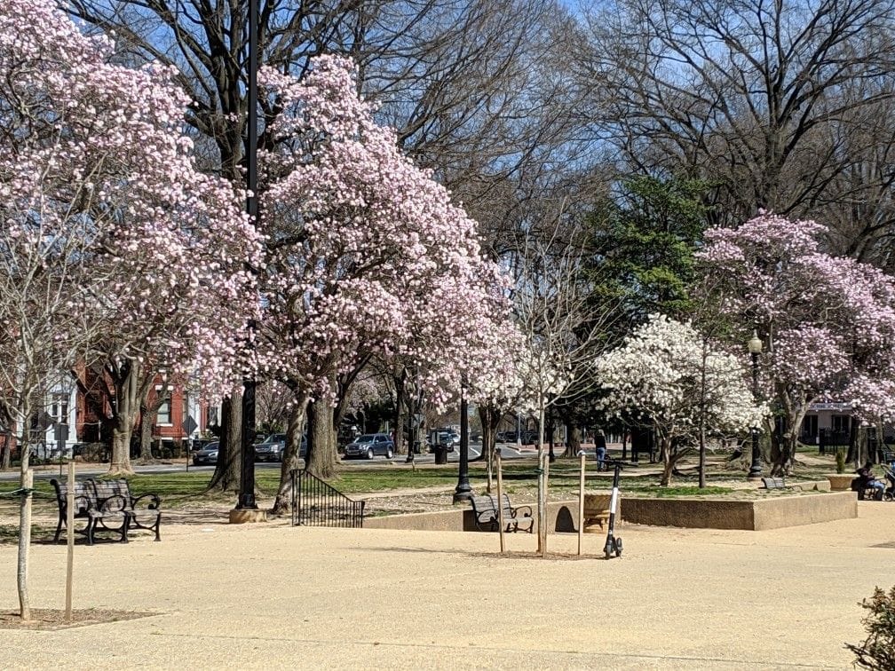 Lincoln Park Poems to be Published in HIll Rag