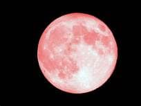 Pink Moon