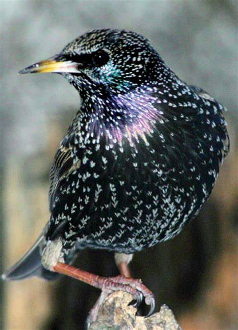 Starling bird