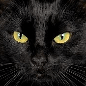 black cat